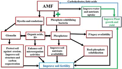 Roles of Arbuscular Mycorrhizal Fungi on Soil Fertility: Contribution in the Improvement of Physical, Chemical, and Biological Properties of the Soil
